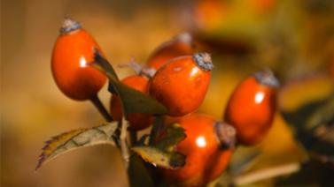 aceite-rosa-mosqueta-como-usar