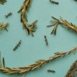 para-que-sirve-el-aceite-de-romero